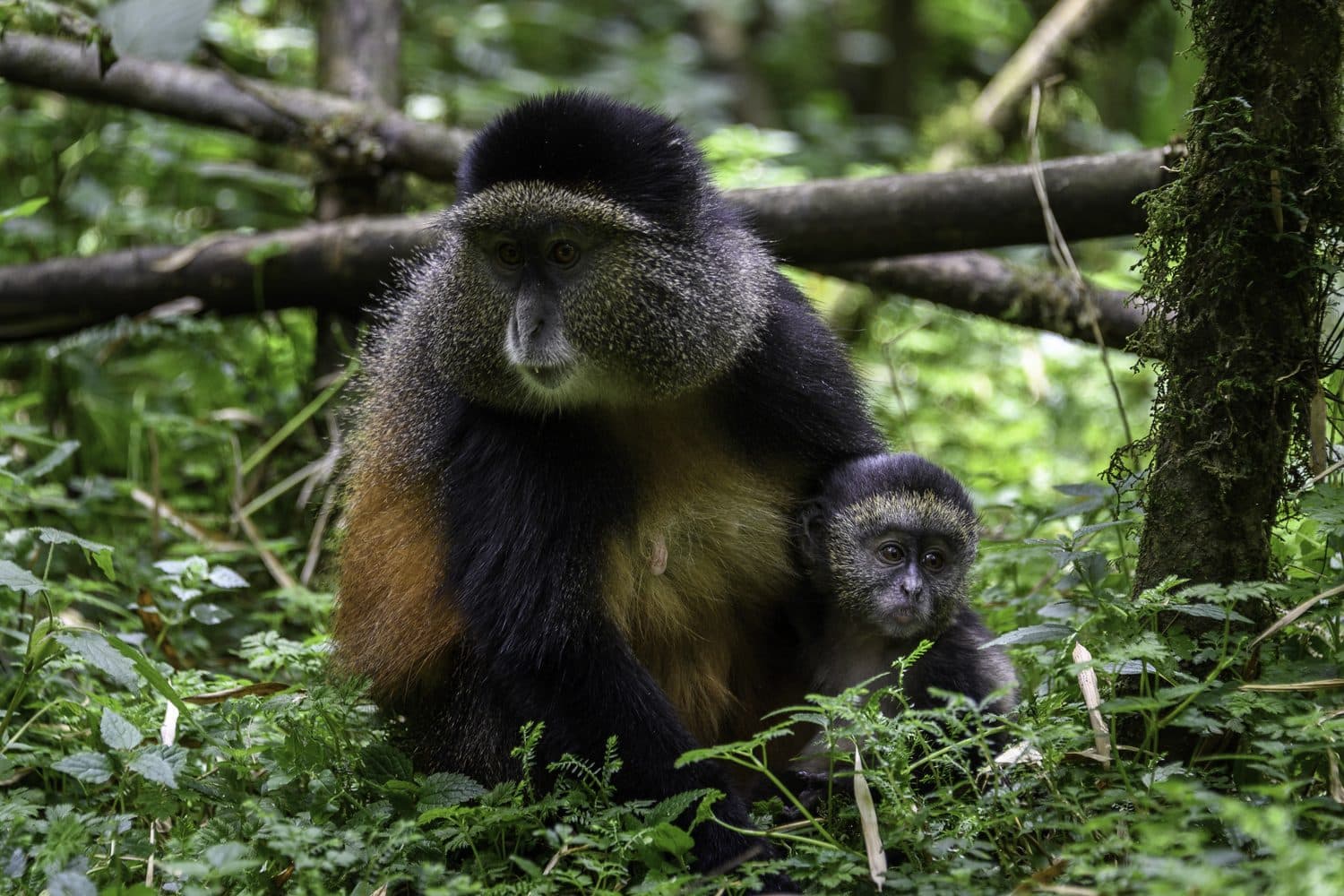 A golden monkey with its baby in the bamboo